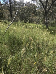 Austrostipa densiflora