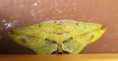 Omiza miliaria