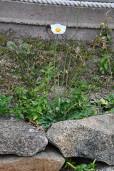 Papaver sokolovskajae