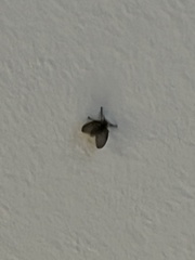Clogmia albipunctata