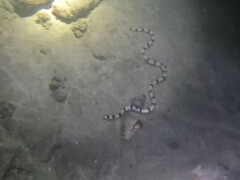 Myrichthys colubrinus