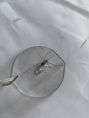 Pholcus phalangioides
