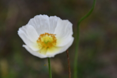 Papaver sokolovskajae