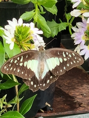 Graphium eurypylus