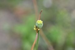 Papaver sokolovskajae