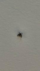 Clogmia albipunctata