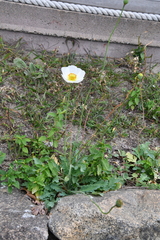 Papaver sokolovskajae
