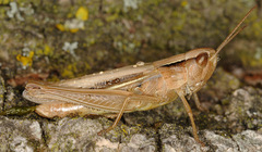 Chorthippus albomarginatus