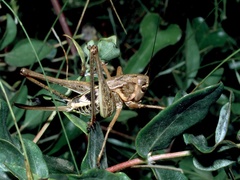 Decticus albifrons