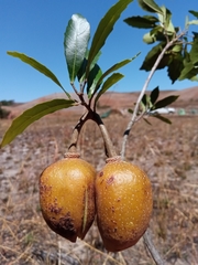 Sloanea rhodantha