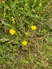 Ranunculus bulbosus