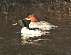 Mergus merganser