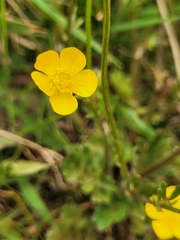 Ranunculus bulbosus