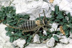 Ephippiger diurnus