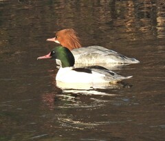 Mergus merganser
