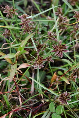 Cyperus sanguinolentus