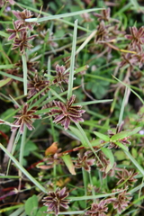 Cyperus sanguinolentus