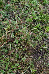 Cyperus sanguinolentus