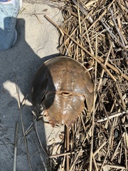 Limulus