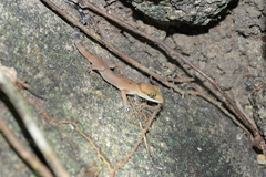Cyrtodactylus surin