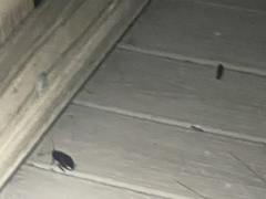 Periplaneta fuliginosa