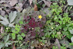 Oxalis stricta rufa
