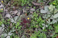Oxalis stricta rufa