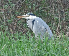 Ardea cinerea