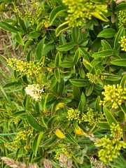 Ligustrum ovalifolium