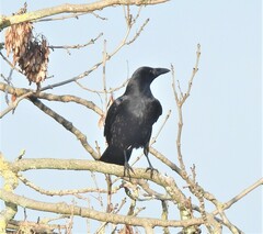 Corvus corone