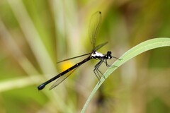 Austroargiolestes chrysoides