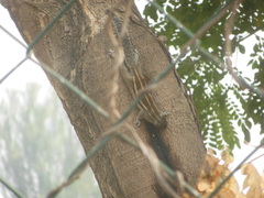 Funambulus pennantii