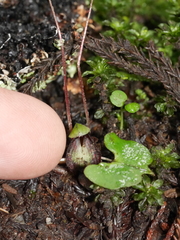 Corybas sanctigeorgianus
