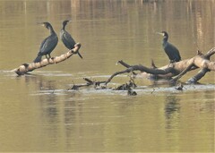 Phalacrocorax carbo