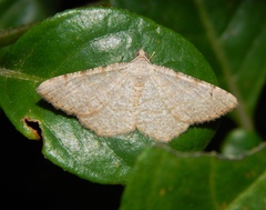 Chiasmia costicommata