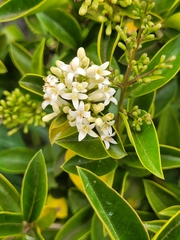 Ligustrum ovalifolium