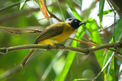 Rubigula flaviventris