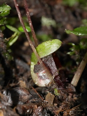 Corybas sanctigeorgianus