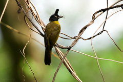 Rubigula flaviventris