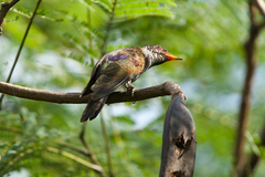 Chrysococcyx xanthorhynchus xanthorhynchus