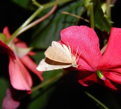 Chiasmia costicommata