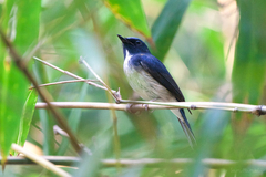 Cyornis hainanus