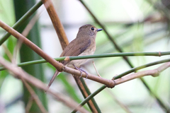 Cyornis hainanus