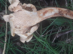 Cantharellus ferruginascens