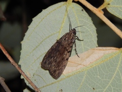 Sommeria meridionalis