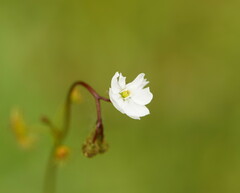 Drosera peltata