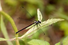 Austroargiolestes chrysoides