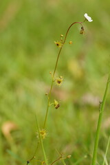Drosera peltata