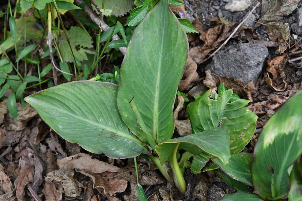Indian shot from Витязь, Приморский край, Россия, 692707 on September