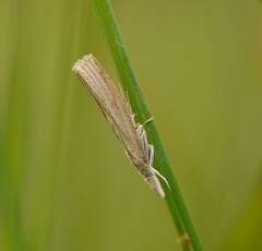 Culladia cuneiferellus